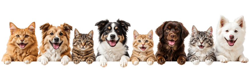 Esterilización para mascotas en Quito
